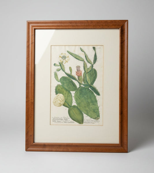Botanical Print in Maple Frame