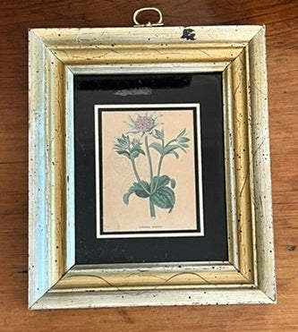 Antique Old Hand Colored Botanical Prints, Set of 4