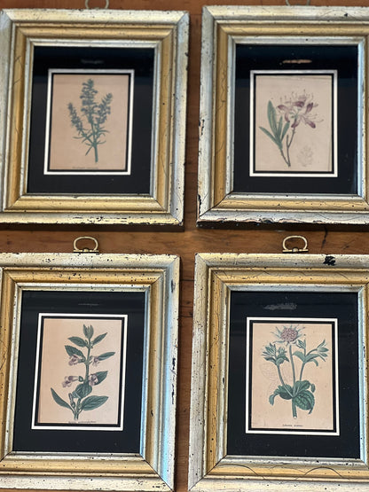 Antique Old Hand Colored Botanical Prints, Set of 4