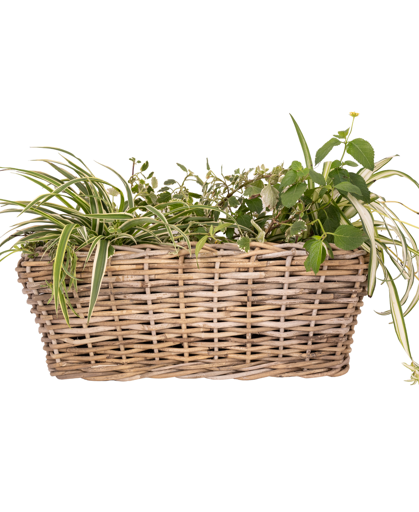 Rectangular Woven Rattan Planter with Plastic Insert