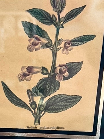 Antique Old Hand Colored Botanical Prints, Set of 4