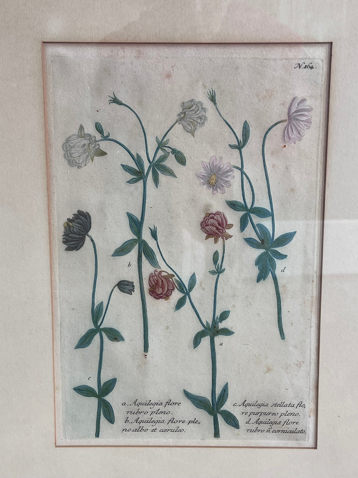 Botanical Print in Maple Frame