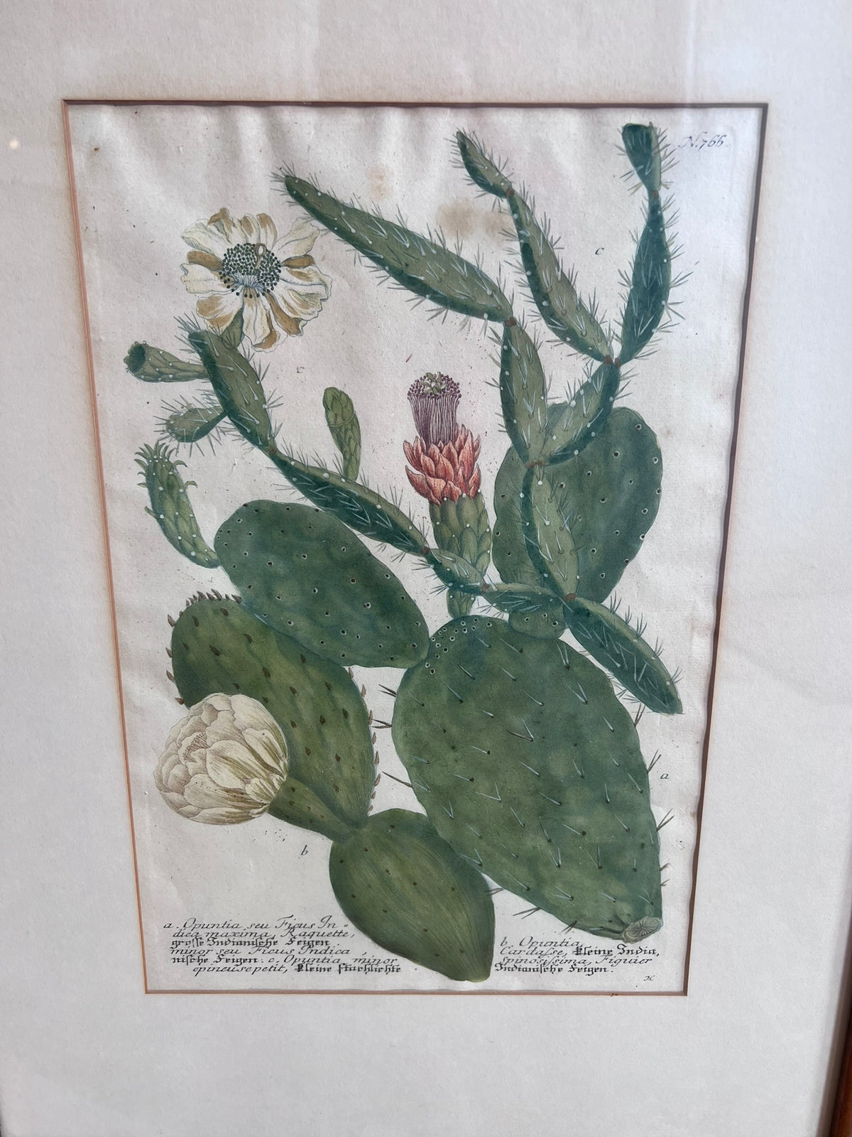 Botanical Print in Maple Frame