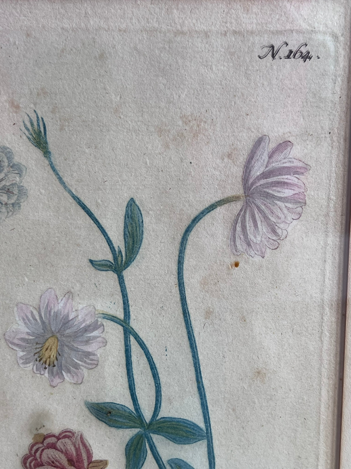 Botanical Print in Maple Frame