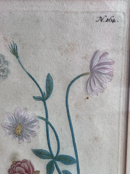 Botanical Print in Maple Frame