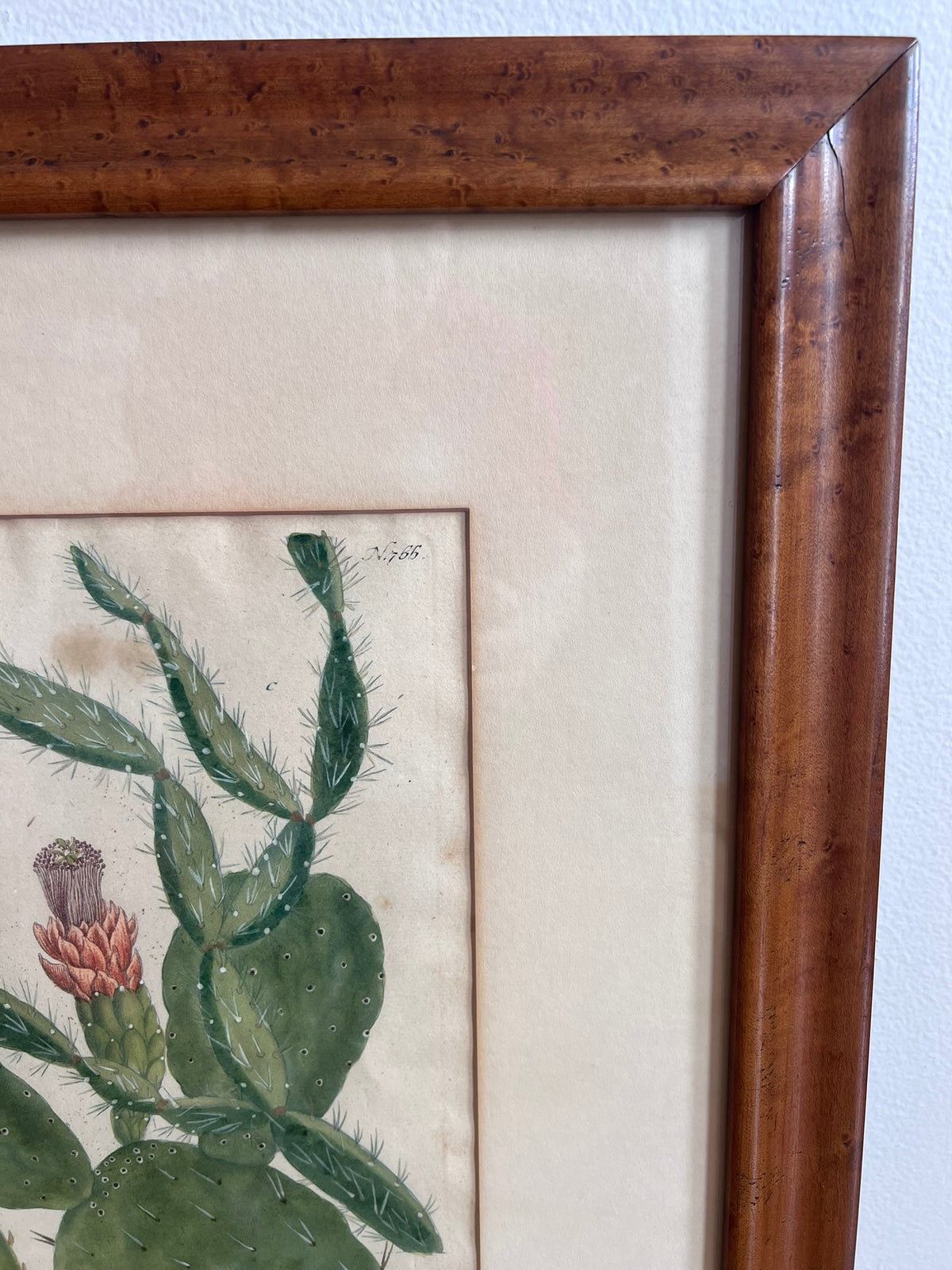 Botanical Print in Maple Frame