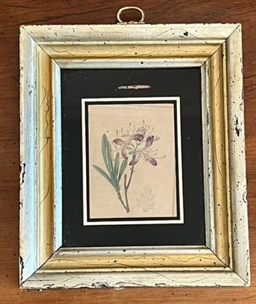 Antique Old Hand Colored Botanical Prints, Set of 4