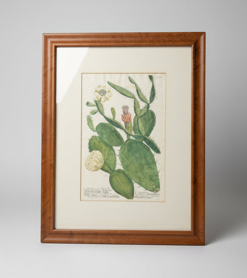 Botanical Print in Maple Frame