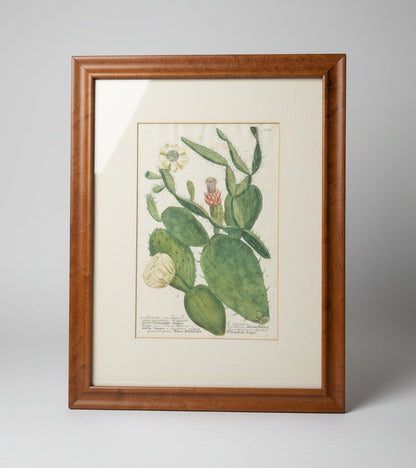 Botanical Print in Maple Frame
