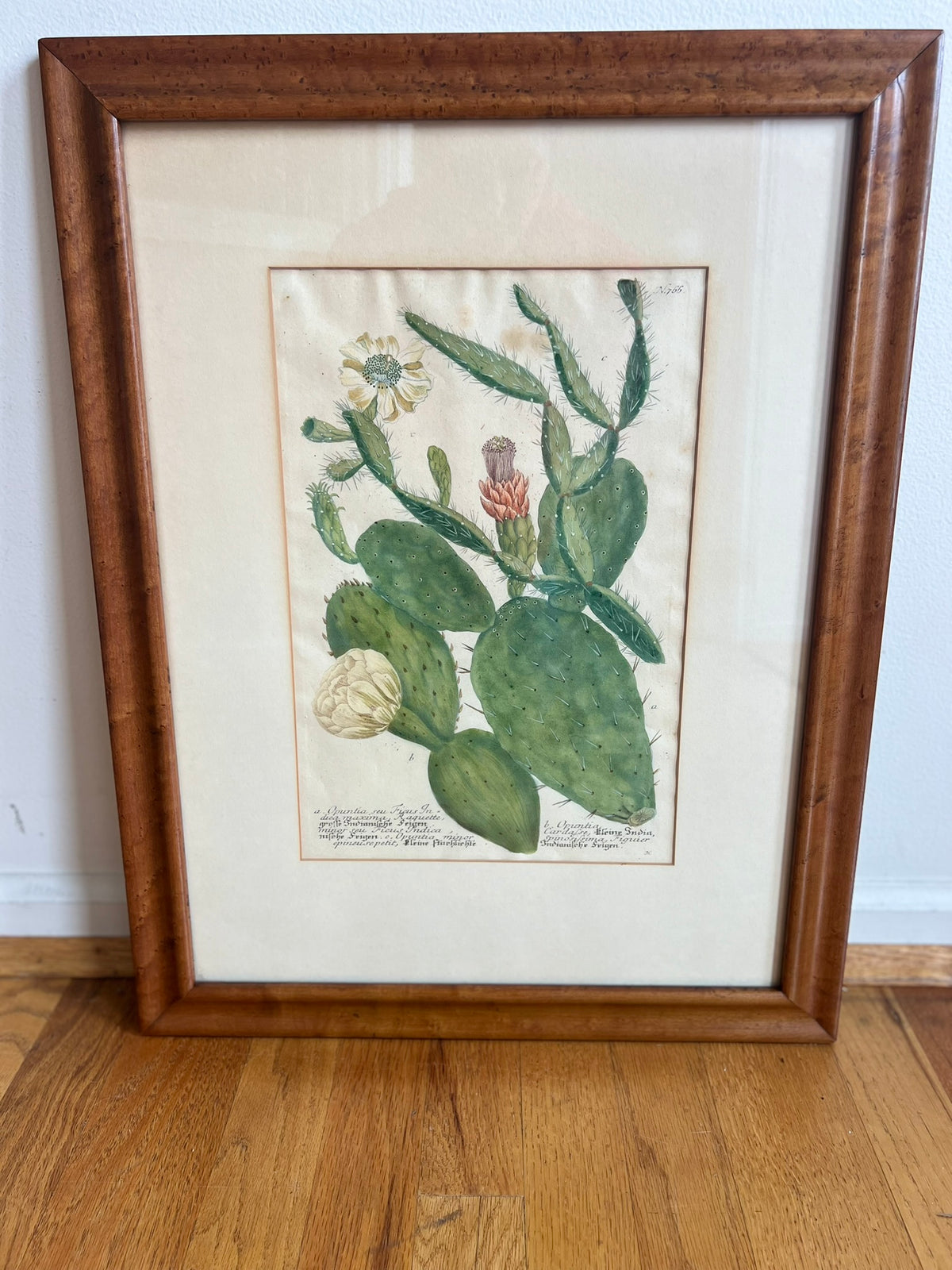 Botanical Print in Maple Frame