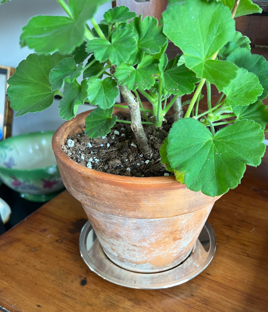 Silver Plated Bread & Butter Plates