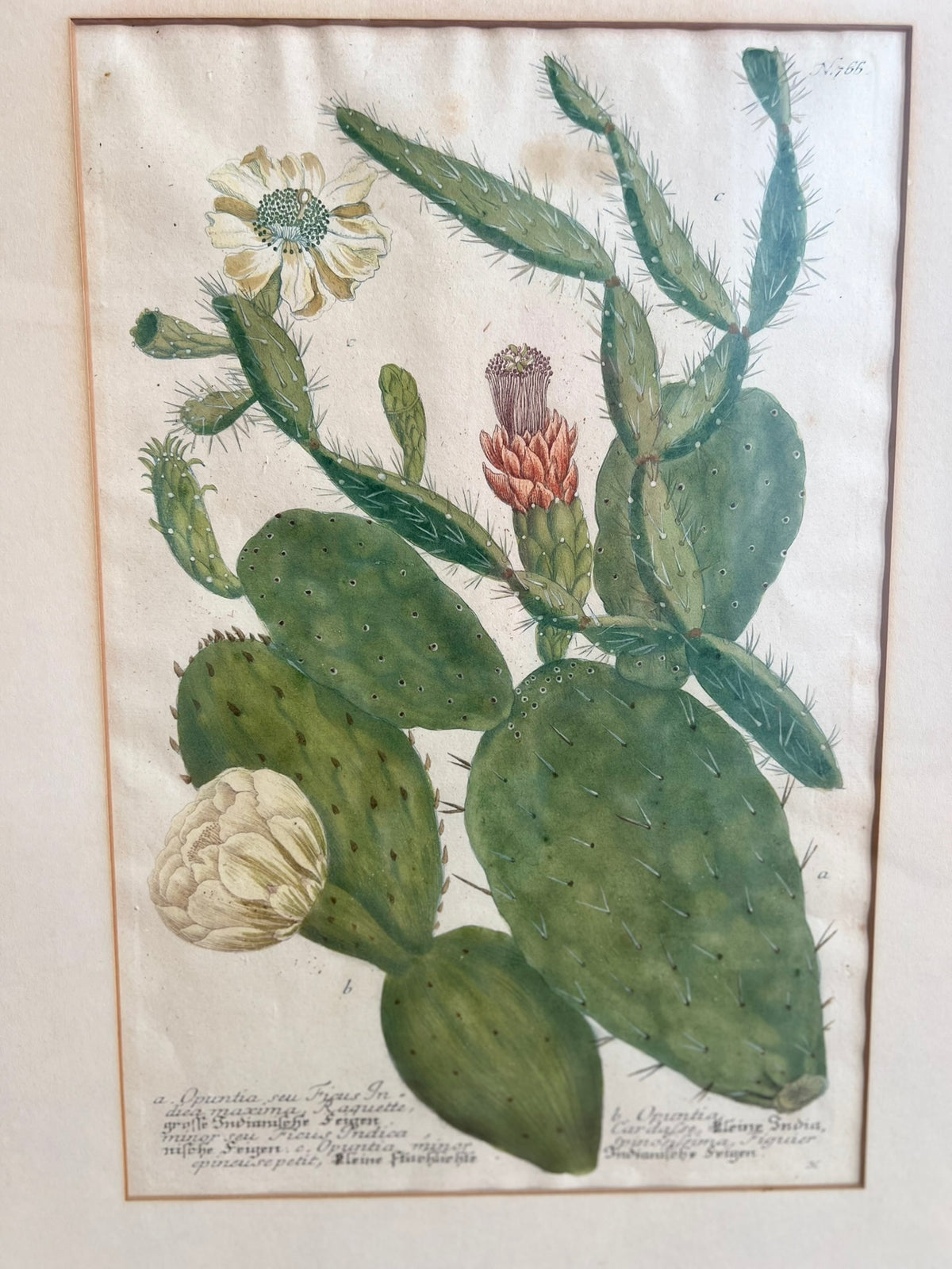 Botanical Print in Maple Frame