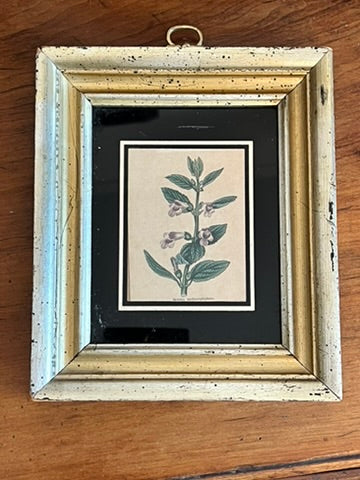 Antique Old Hand Colored Botanical Prints, Set of 4