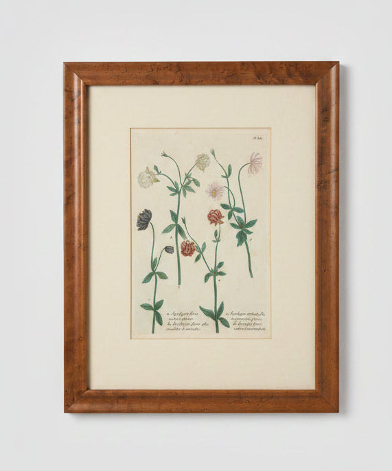 Botanical Print in Maple Frame