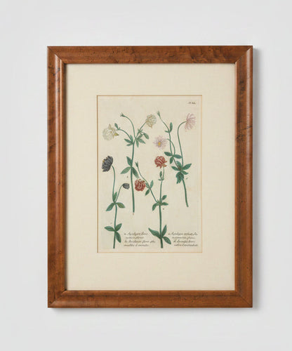 Botanical Print in Maple Frame