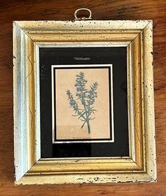 Antique Old Hand Colored Botanical Prints, Set of 4