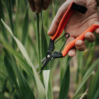 Niwaki Garden Snips