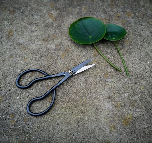 Niwaki Higurashi Snips